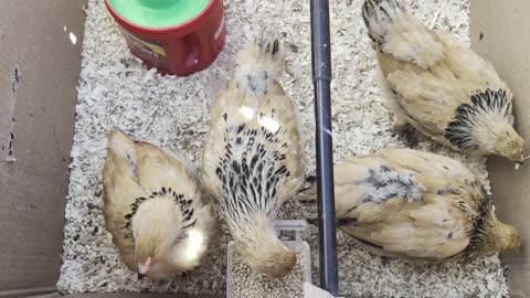 5 chicks week 6