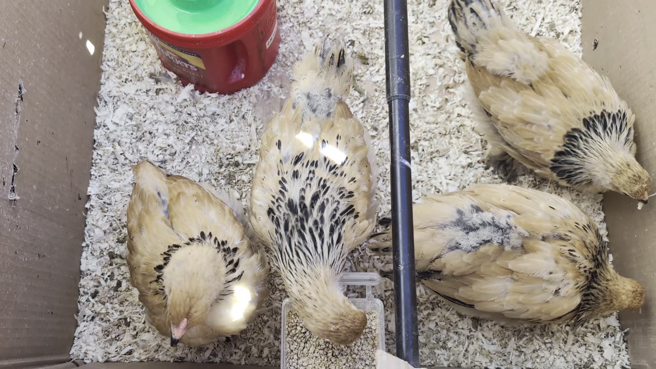5 chicks week 6