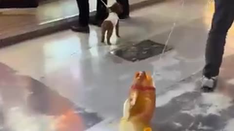 Dog's worst enemy