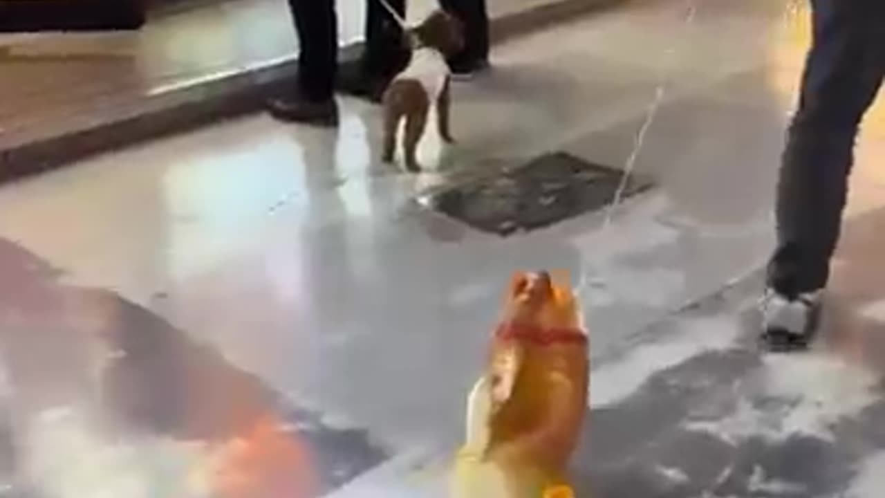 Dog's worst enemy