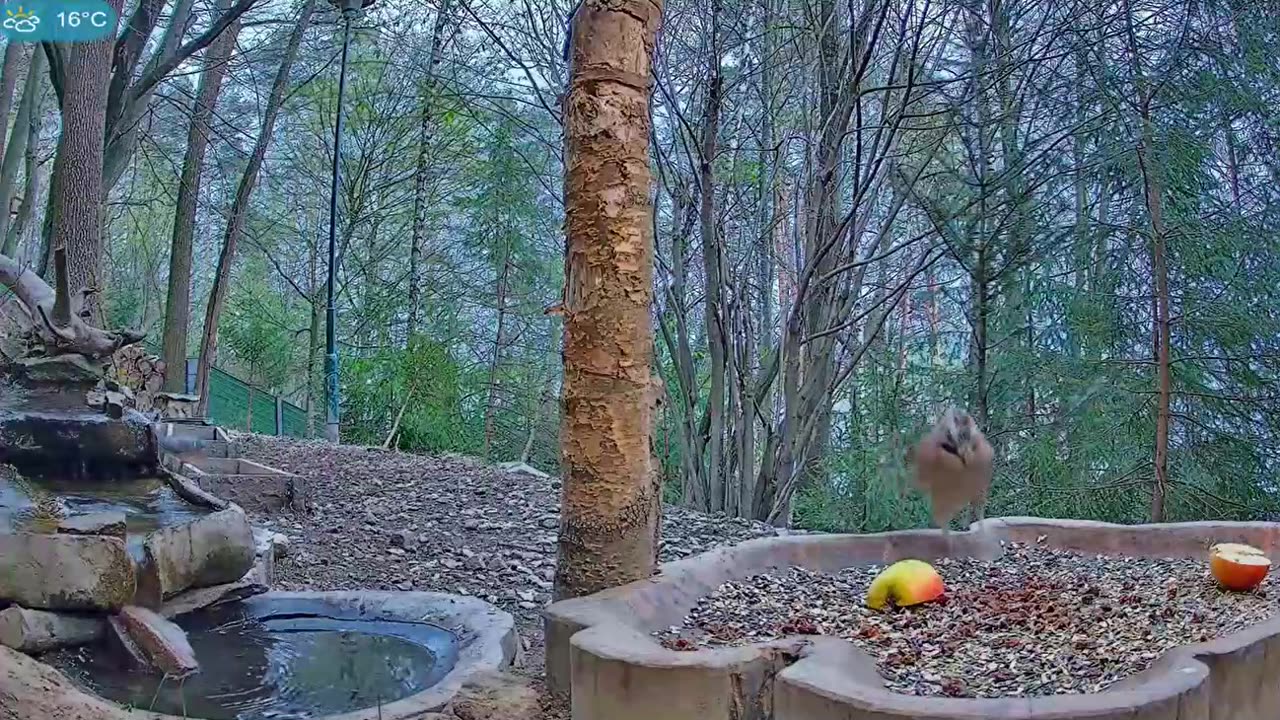 A row of jays :)
