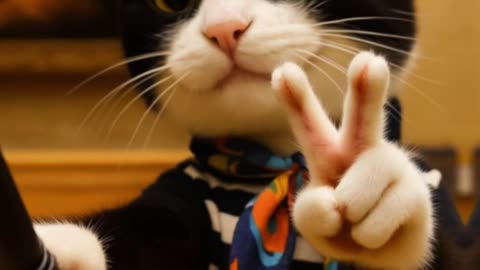 AI Travel Cat in Paris – Selfies Included 📸🐱