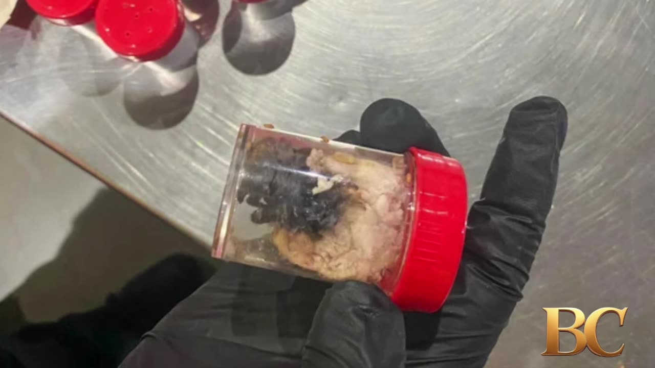 1,500 tarantulas found hidden in cake boxes at German airport