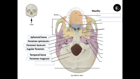 Practice identifying the bones/parts of the skull Part 1/2