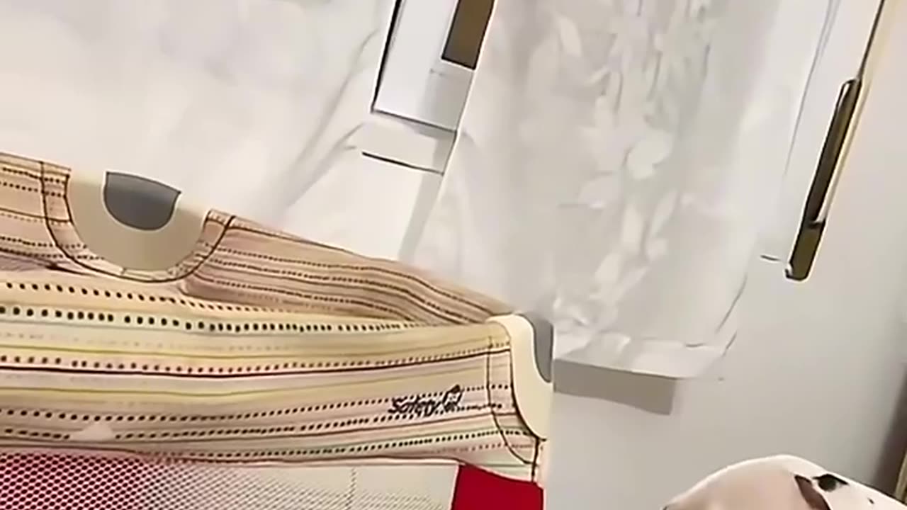 SLEEPING DOG 😂 😂😂😂