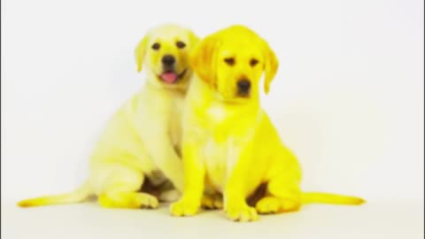 An Puppies Halloween | Full Television Movie | Marco Network