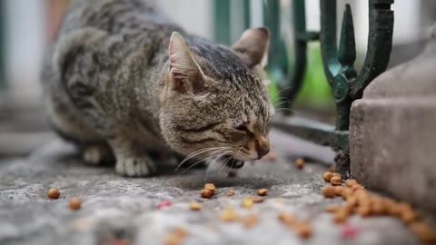 cute cat