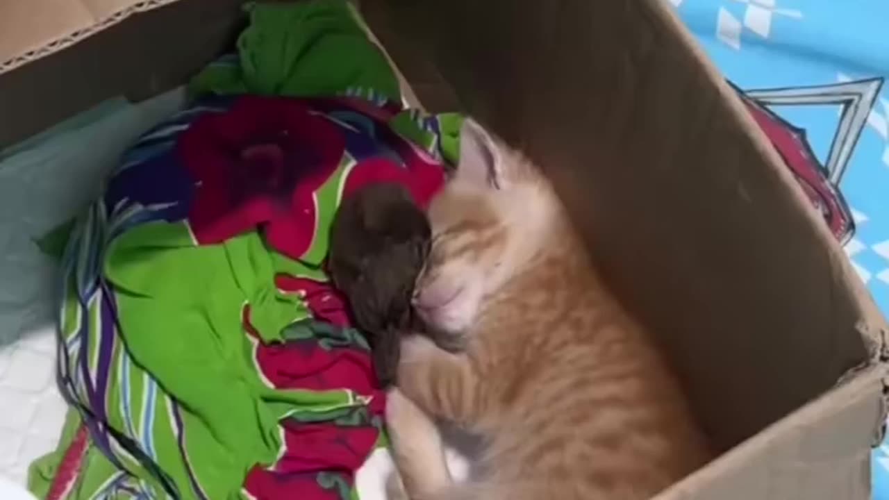 An unexpected twist: this one is not looking for prey, but for winged companions to pass the time.