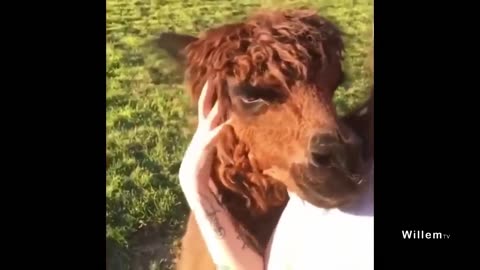 Funny Animals Videos Part 2 - Funny Animal Attacking Human