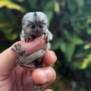 Pygmy Monkey