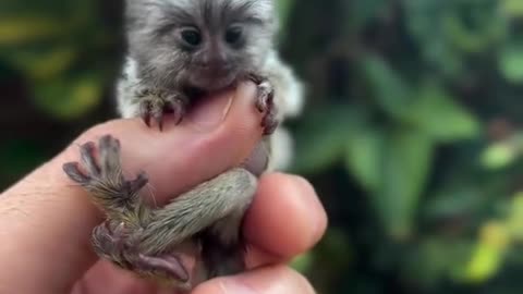 Pygmy Monkey