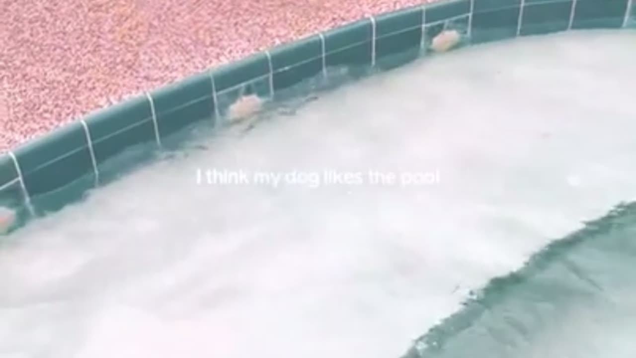 Puppy's First Pool Adventure