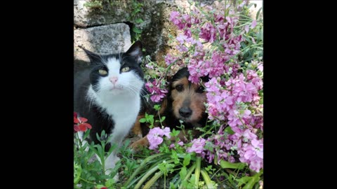 Moths Hornets Lizards and ... Cats