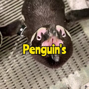 This Is What the Inside of a Penguin’s Mouth ACTUALLY Looks Like…😱