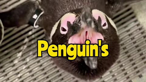 This Is What the Inside of a Penguin’s Mouth ACTUALLY Looks Like…😱