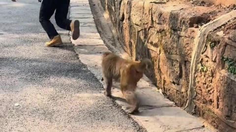 The monkey got angry and the young man was scared and ran away.