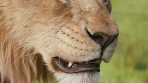 Mufasa 😍❤️ (Part - 24).....#reels #viralreels #reel #mufasa #animation #lastest #romantic #viralreel