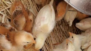 Chicken Care: Soak your Feed for Chicks