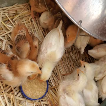 Chicken Care: Soak your Feed for Chicks