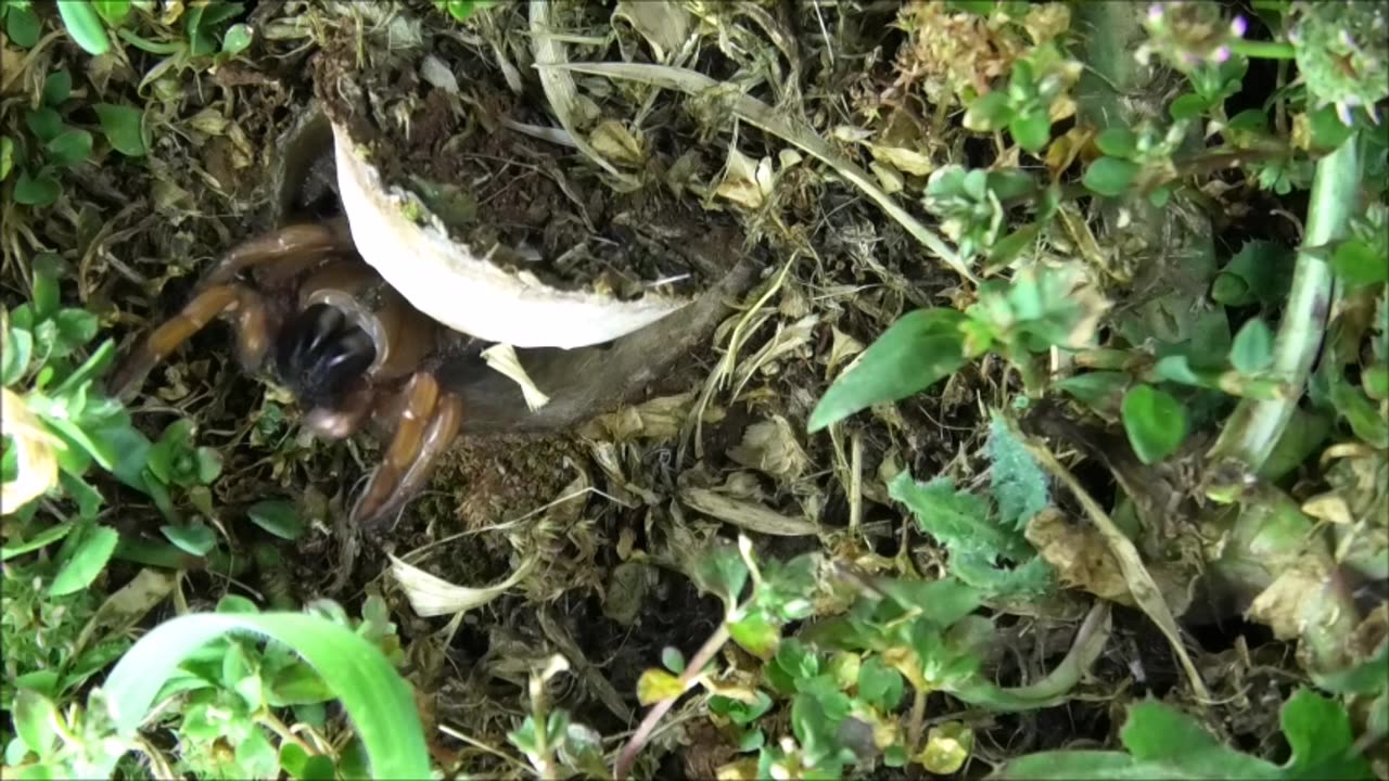 Trapdoor Spider Gathers Food