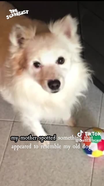 I can definitely see my dog that died years ago