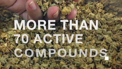 Why Are So Many Men Taking Tribulus Terrestris? 🌿