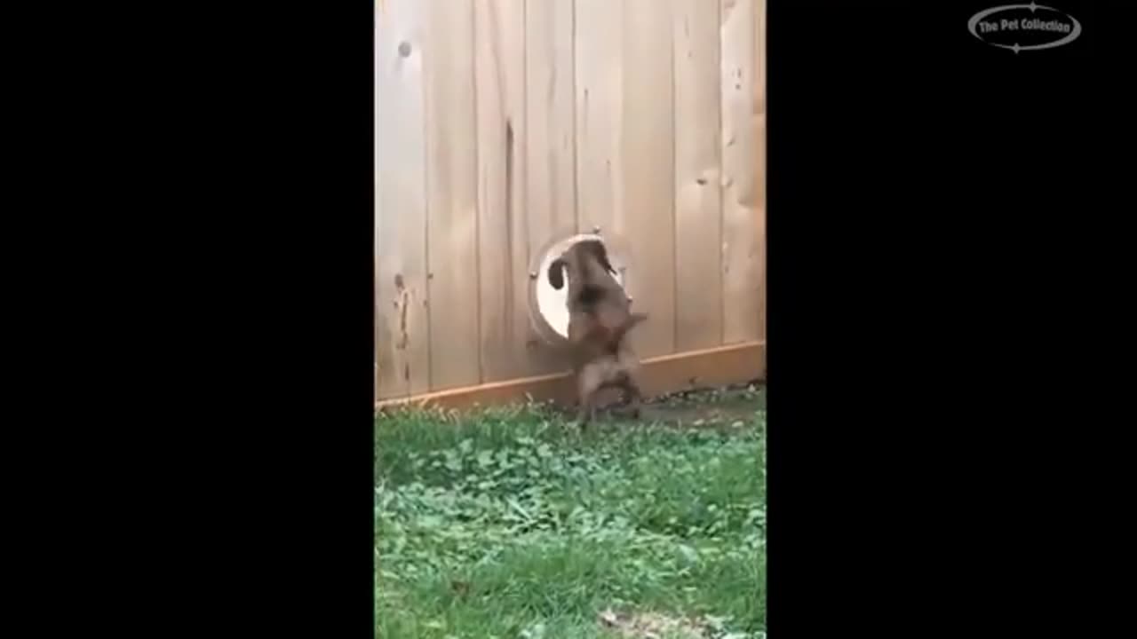New funny cat and 🐶🐕 video