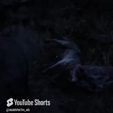 Good way to start the stream! Onyx wolf & pack.