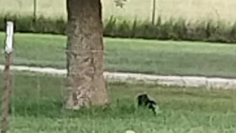 Our evening visitor