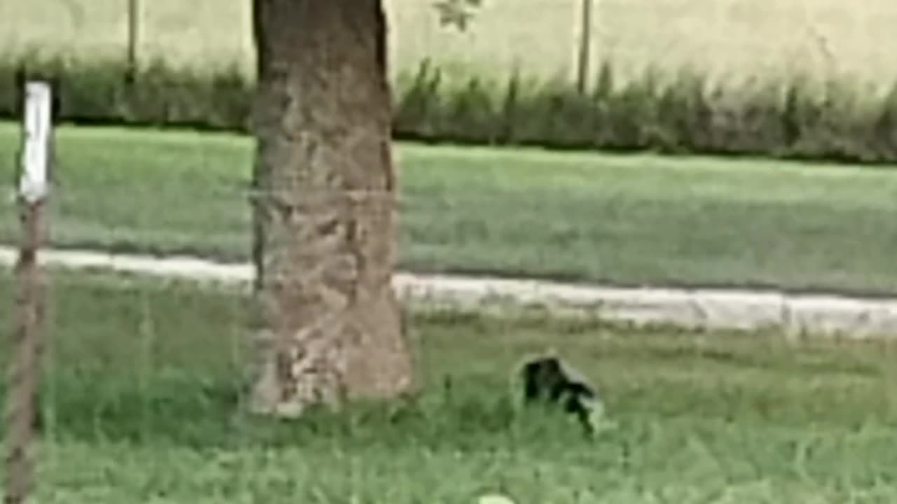 Our evening visitor