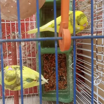 😂 Wild Aussie Parrot Steals the Show –🦜🔥