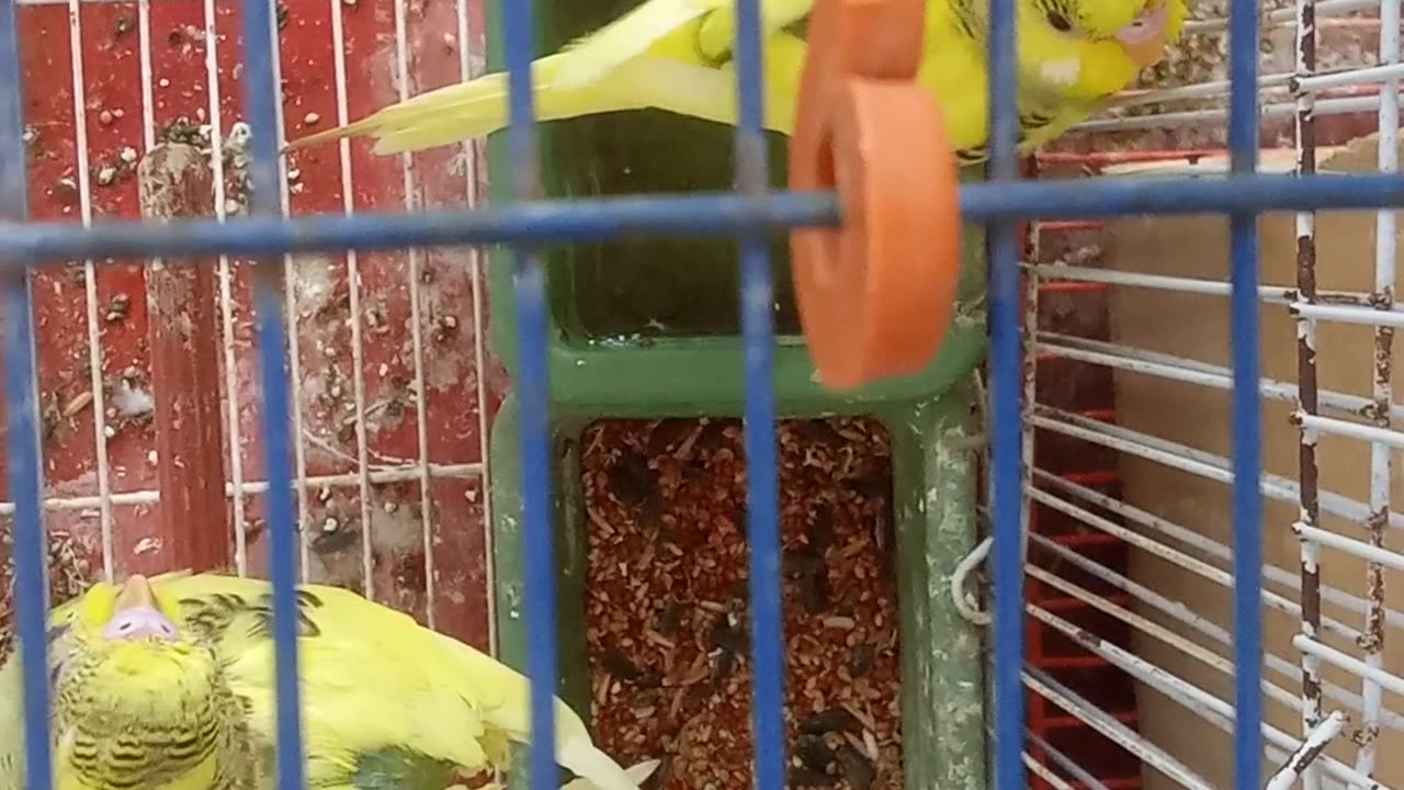 😂 Wild Aussie Parrot Steals the Show –🦜🔥