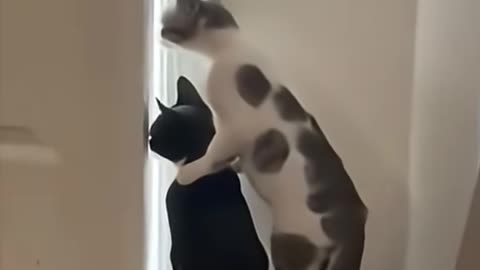 CATS vs CATS 🐾 🤣🤣🤣🤣