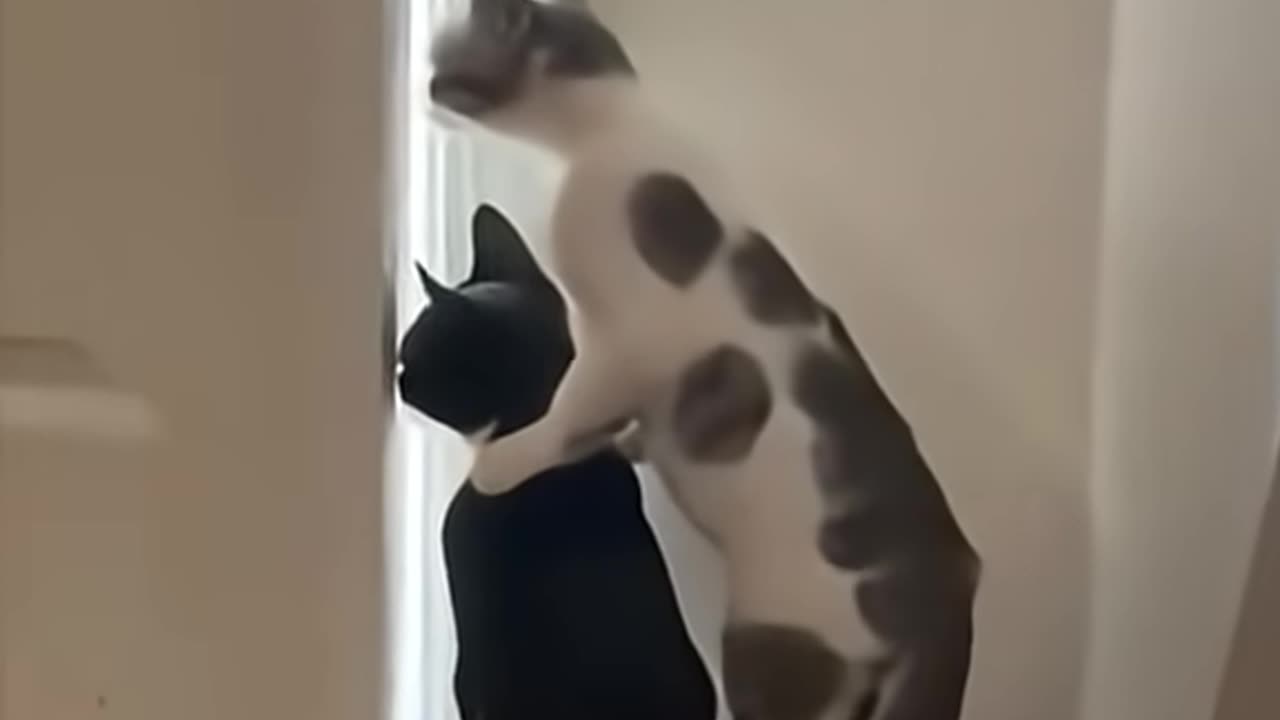 CATS vs CATS 🐾 🤣🤣🤣🤣