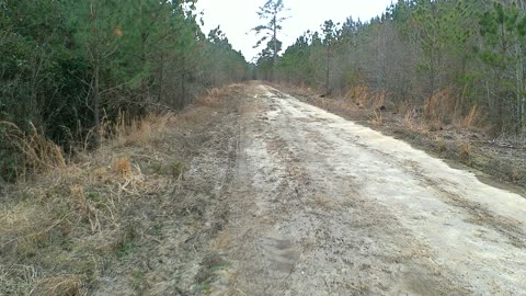 Watch this deer crossing