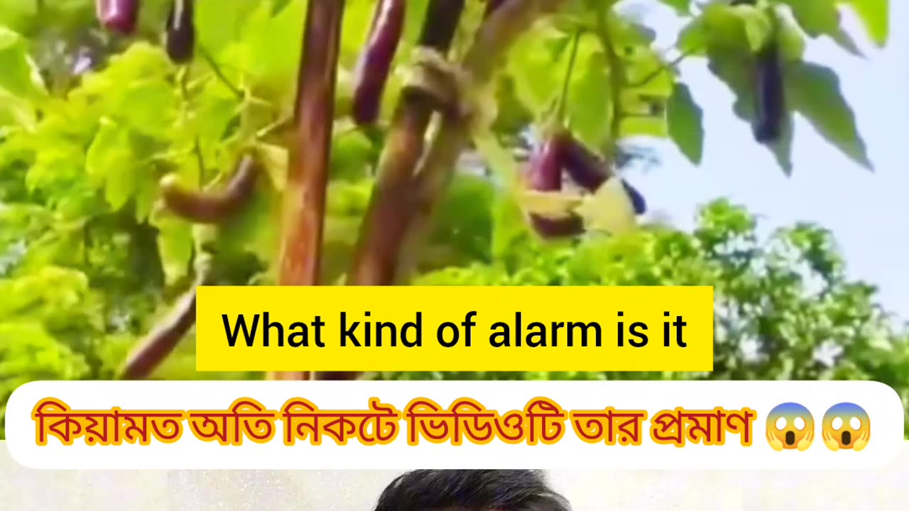 নবীজির পূর্বাভাস: বিশাল বাগুন গাছ যা কিয়ামতের আলামত দেখাচ্ছে 🌳🔥