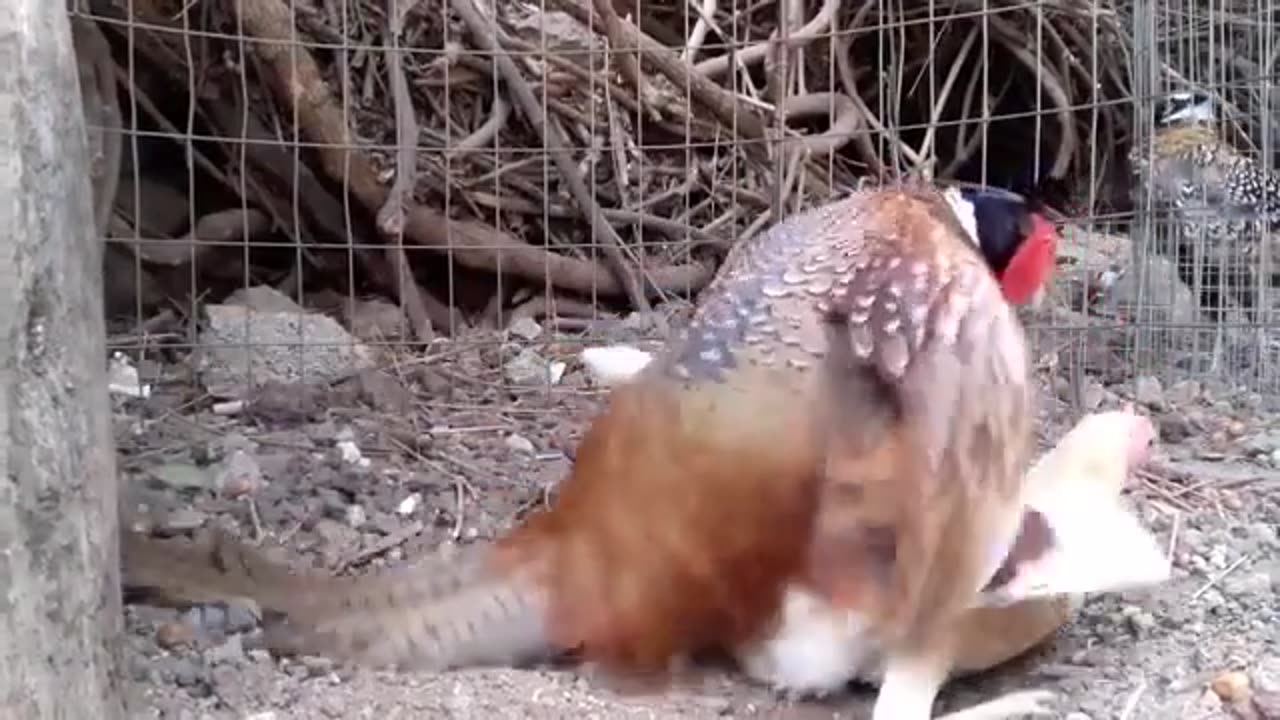 Funny Chickens & Mating