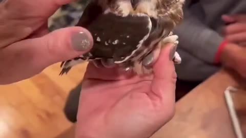 Baby Owl Cuteness Overloaded 😍🦉