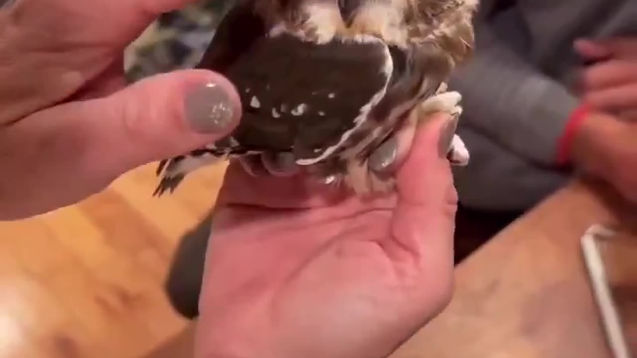 Baby Owl Cuteness Overloaded 😍🦉