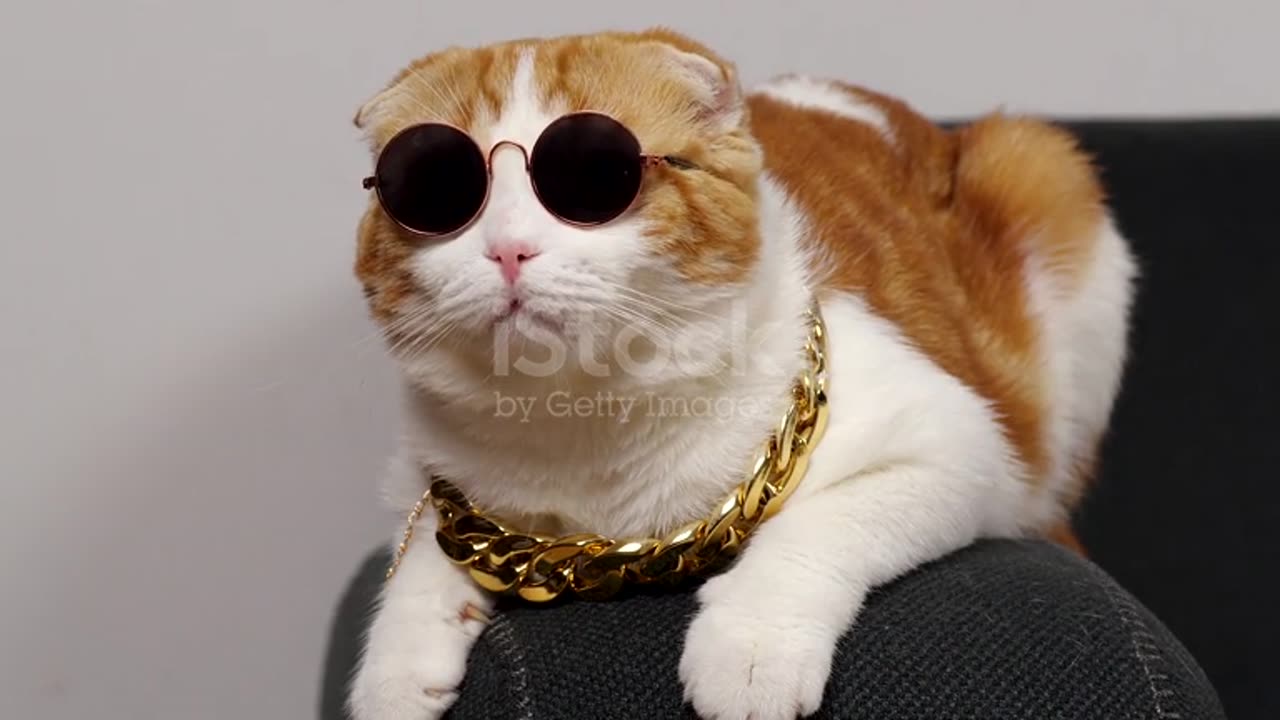 Hip-hop cat