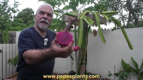 Harvesting Dragon Fruit: Signs it's Ready to Pick