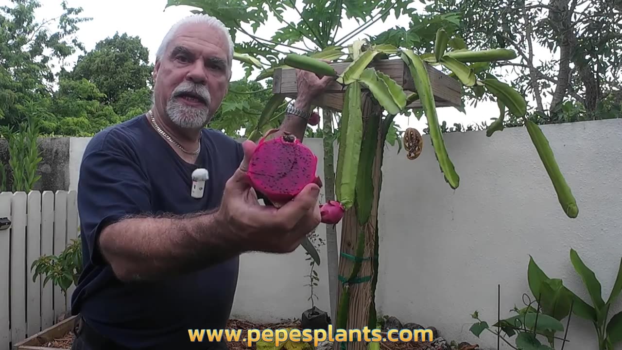 Harvesting Dragon Fruit: Signs it's Ready to Pick