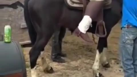 Stupid niggers with a horse