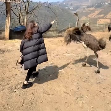 Woman vs. Ostrich
