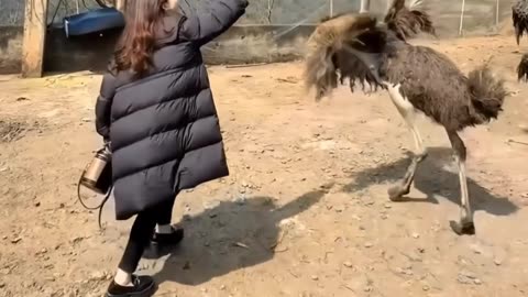 Woman vs. Ostrich