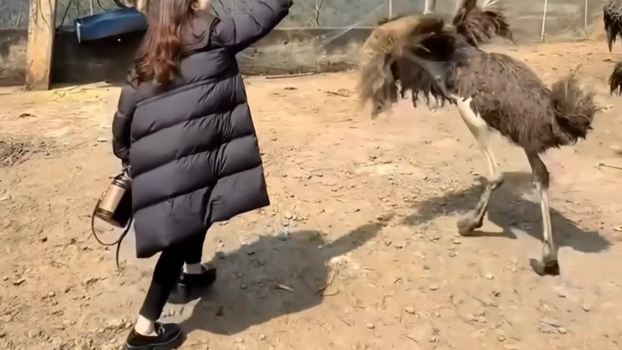 Woman vs. Ostrich