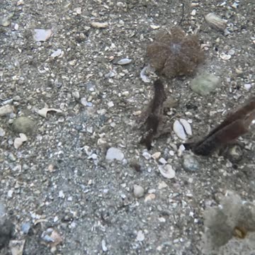Snorkeling Through Serenity