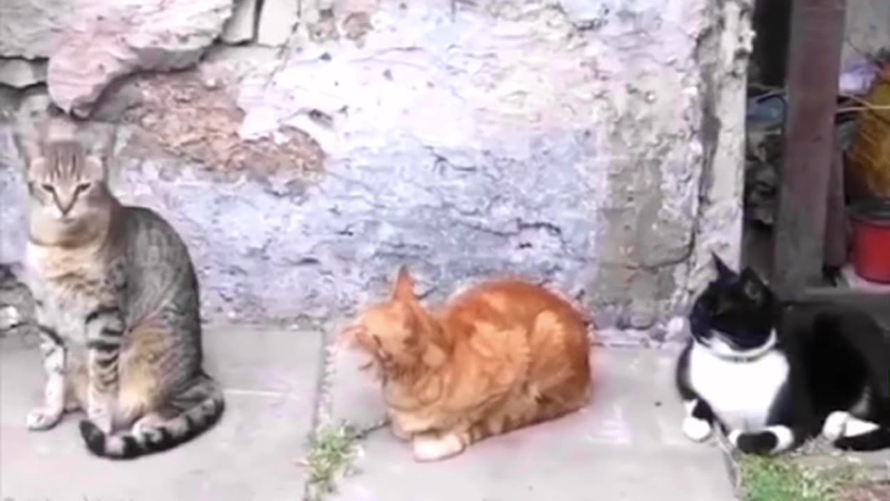 "The World of Adorable Pets! πΎπ | A Video That'll Make You Smile Every Time!"