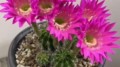Cactus Flower Bloom - Nature’s Gentle Unfolding