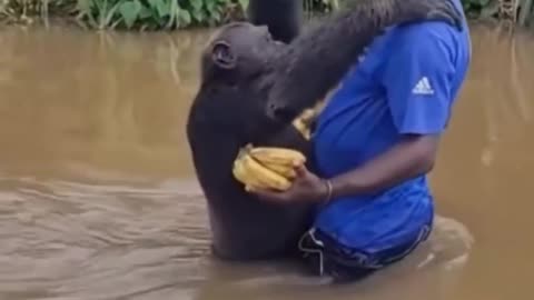 Chimp’s heartfelt reaction on seeing the careraker who rescued him years ago💕